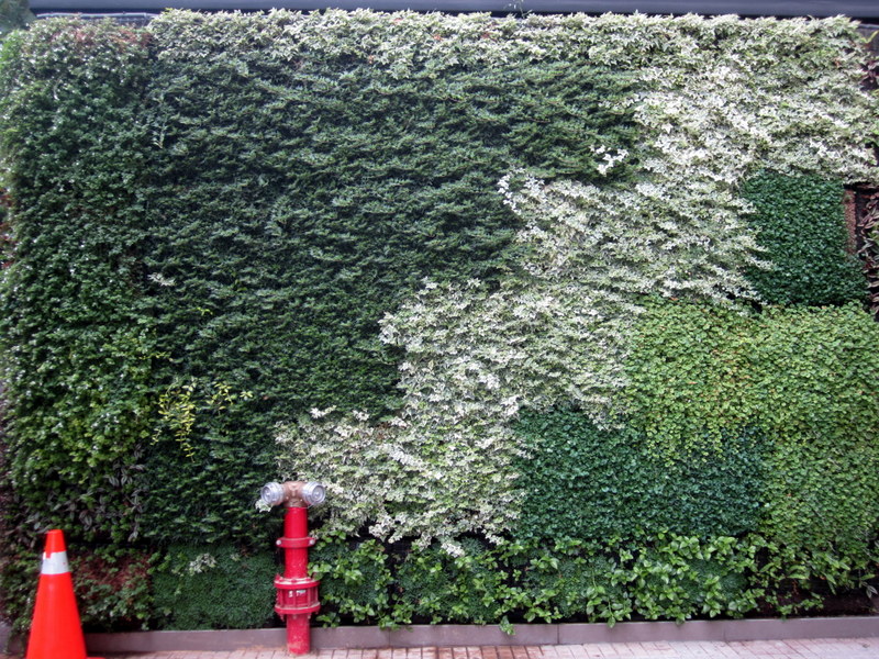 GREEN  WALL 07 01 2012 08-57.JPG