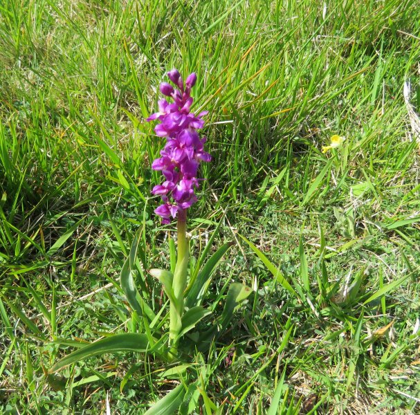 green Winged Orchid (2).JPG