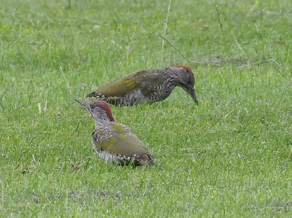 green woodpeckers.jpg