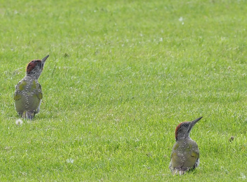 green woodpeckersB.jpg