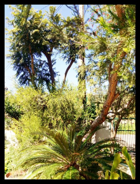 Greenery2 18 Mar 21.jpg