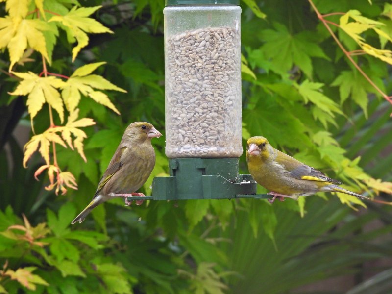 Greenfinch pair 5.JPG
