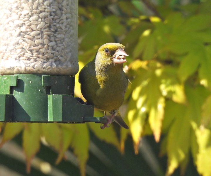 Greenfinch today.JPG