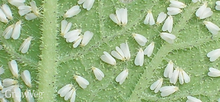 greenhouse-whiteflies-2x.jpg