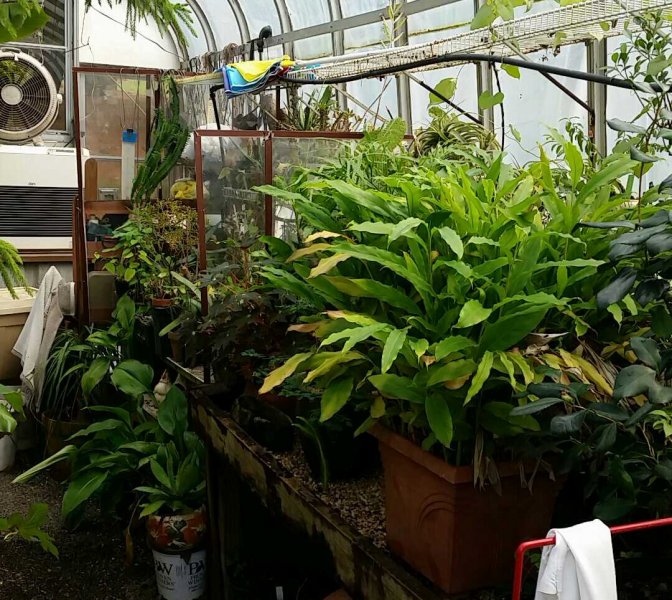 greenhouse1.jpg