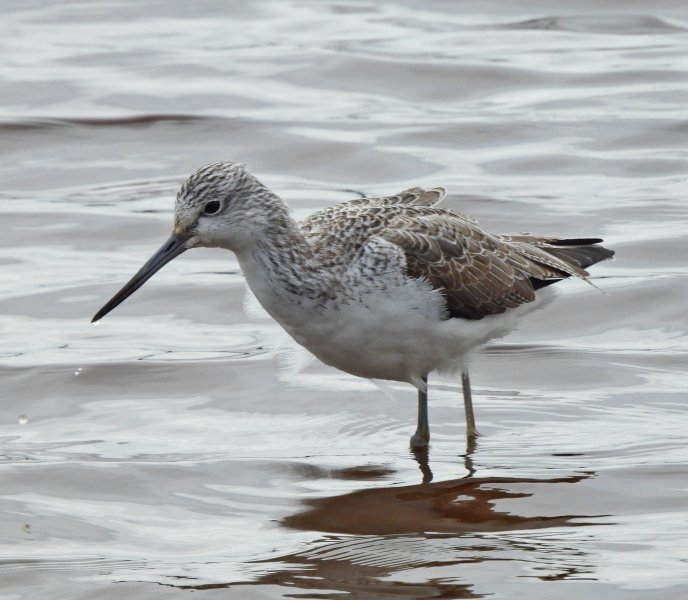 Greenshank 3.JPG