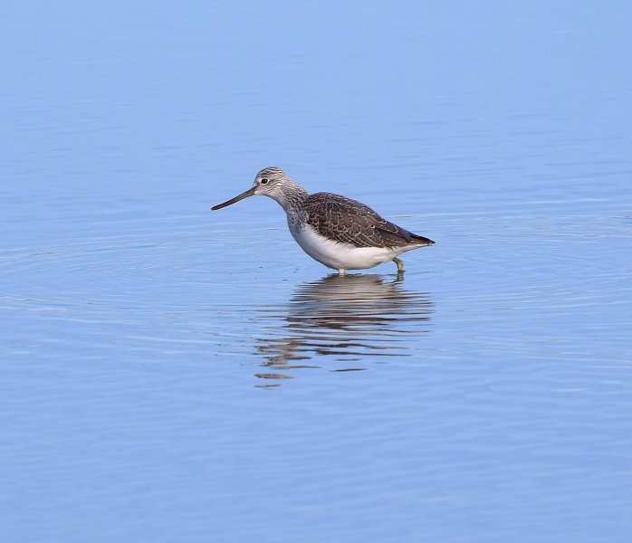 greenshank.jpg