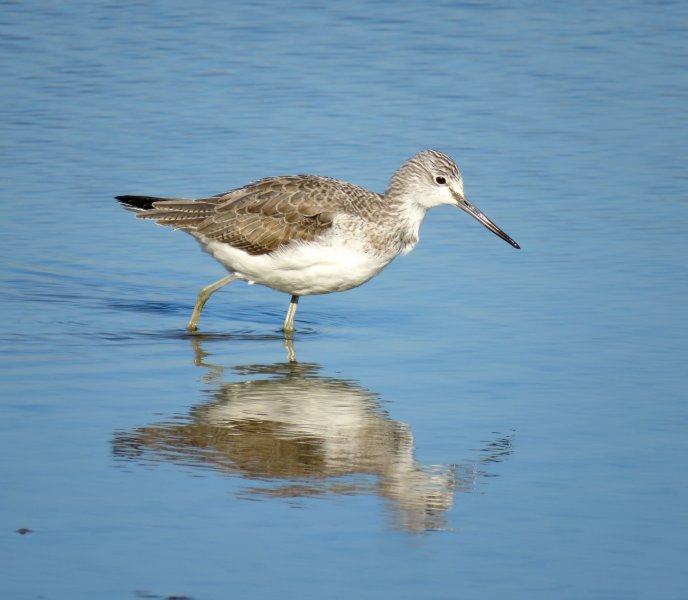 GREENSHANK.JPG