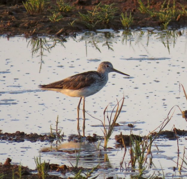 Greenshank.JPG
