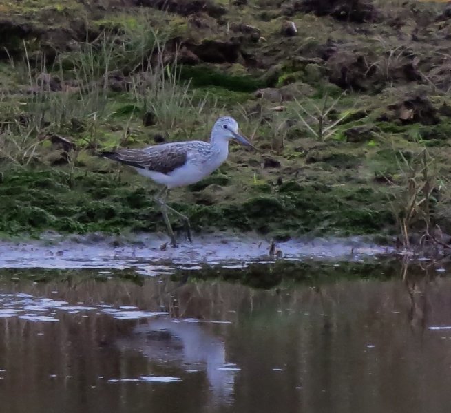 greenshank.JPG