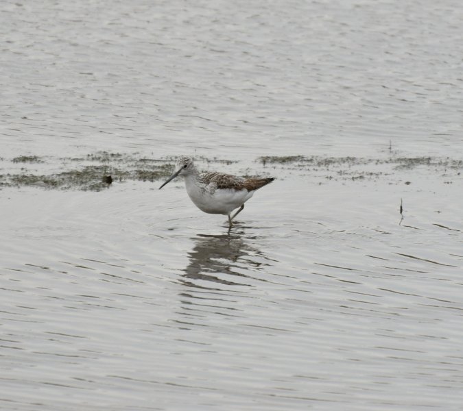 greenshank.JPG