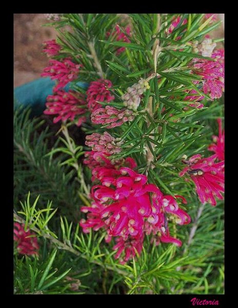 Grevillea.jpg