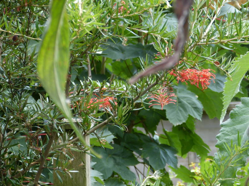 Grevillea rosmarinifolia.JPG