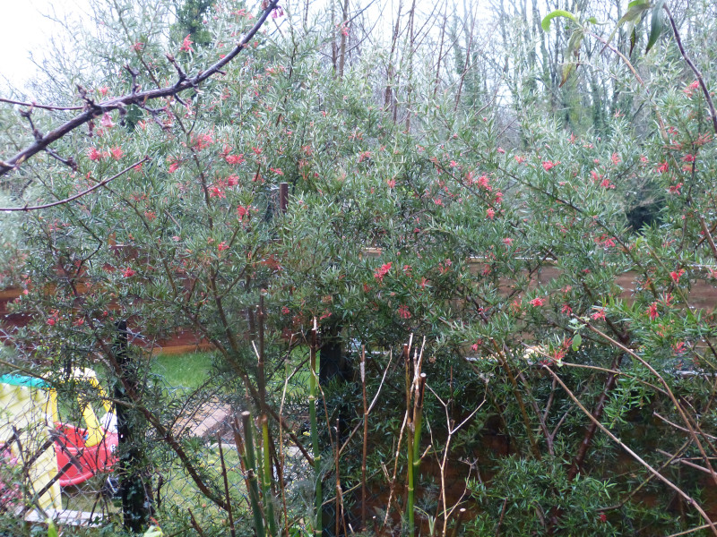 Grevillea victorea 1.JPG