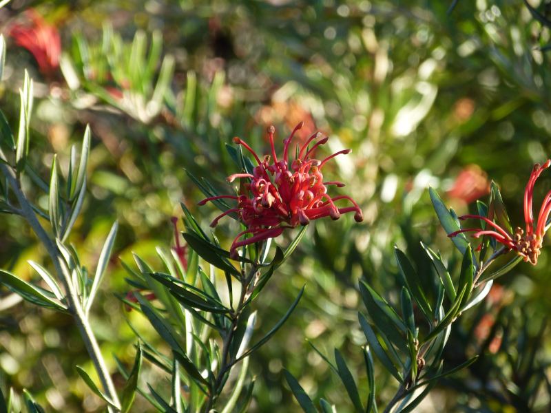 Grevillea victorea 1.JPG