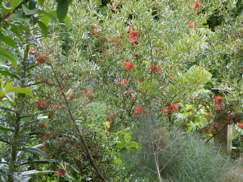 Grevillea victorea 3.JPG
