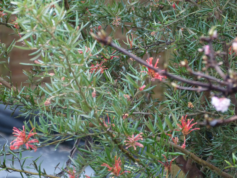 Grevillea victoriae 1.JPG