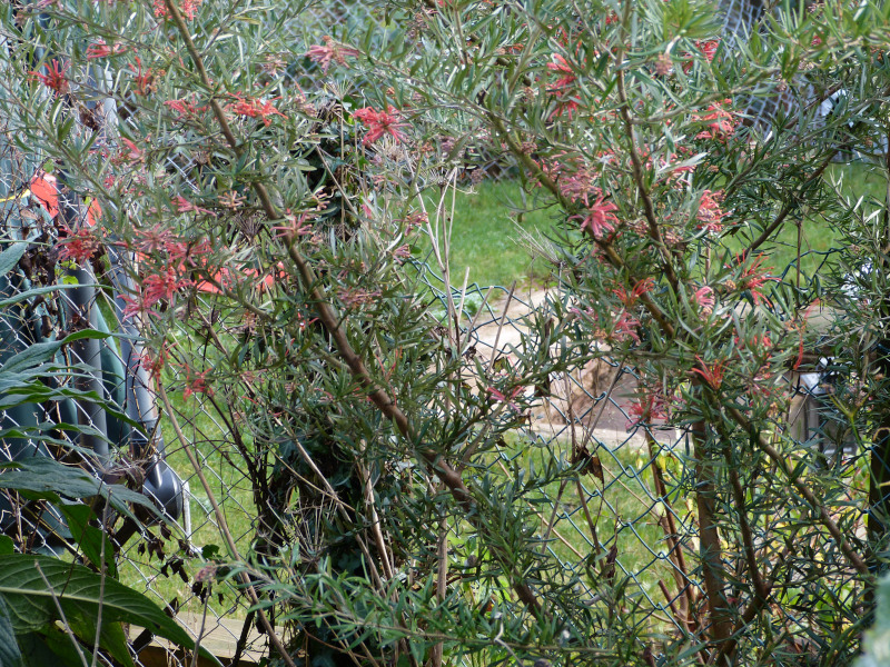 Grevillea victoriae 2.JPG