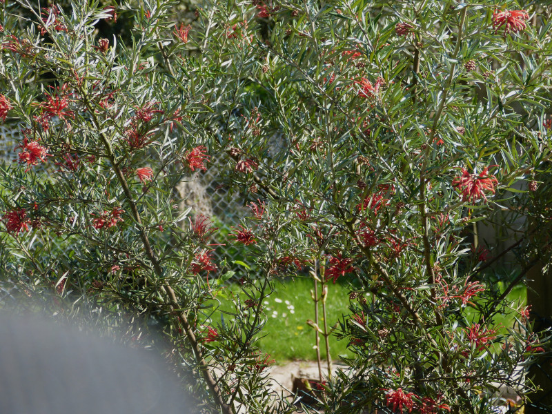 Grevillea victoriae 2.JPG
