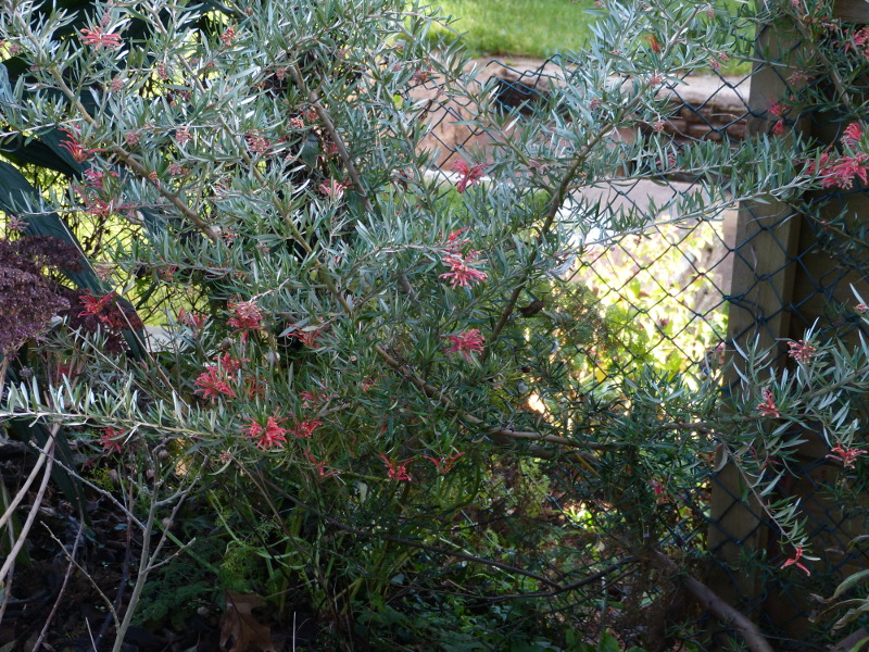 Grevillea victoriae 2017. a.JPG