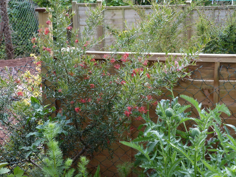 Grevillea victoriae 2017.JPG