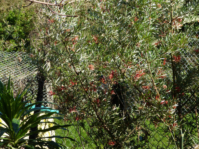 Grevillea victoriae.JPG