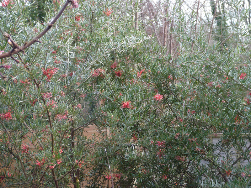 Grevillea victoriae.JPG