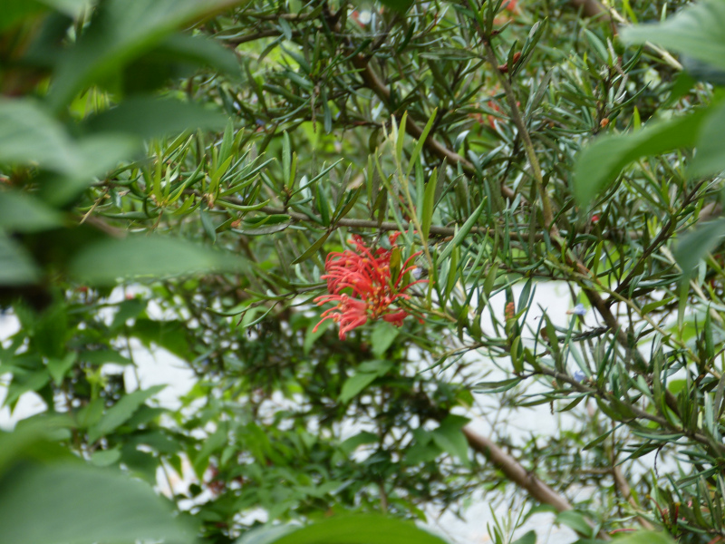 Grevillea victoriae.JPG