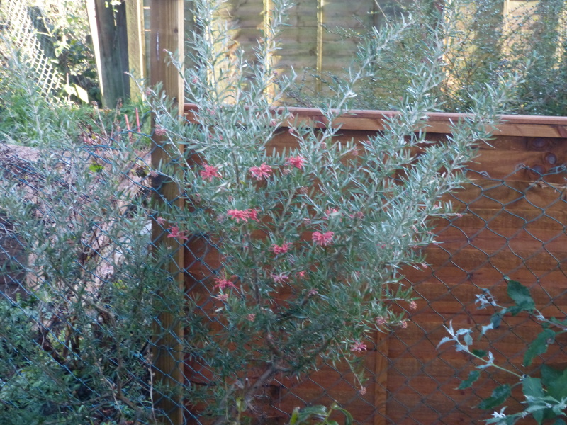 Grevillea victoriae.JPG