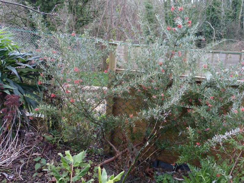 Grevillea victoriae.JPG