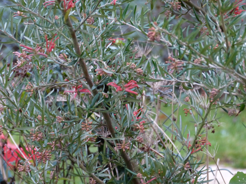 Grevillea vitoriae.JPG