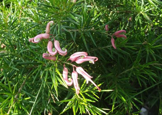 GrevilleaRosmarinifoliaSm.jpg
