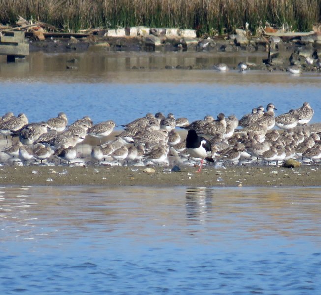 GREY AND DUNLIN 2.JPG