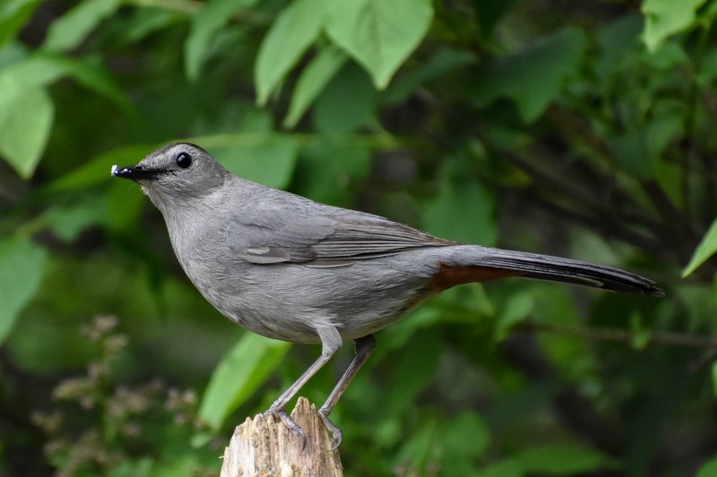 Grey Catbird.jpg