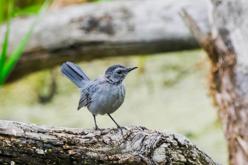Grey Catbird.jpg
