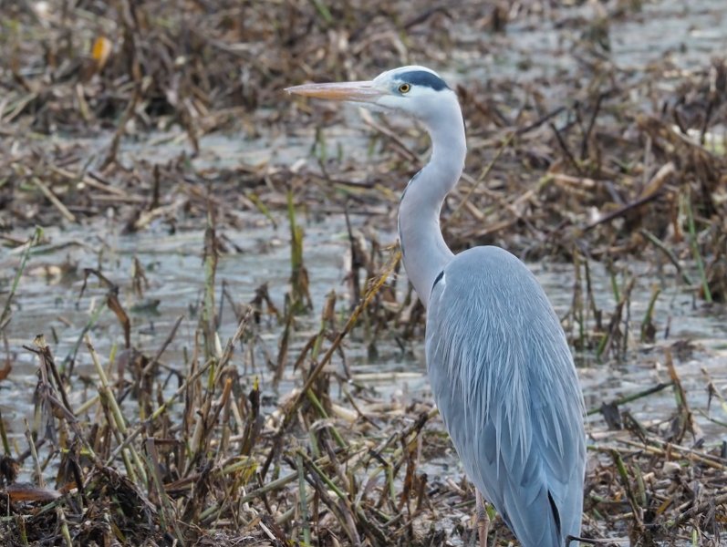 Grey Heron.jpg