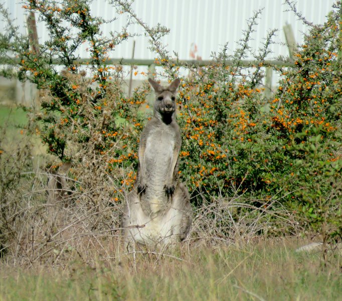 Grey kangaroo.JPG