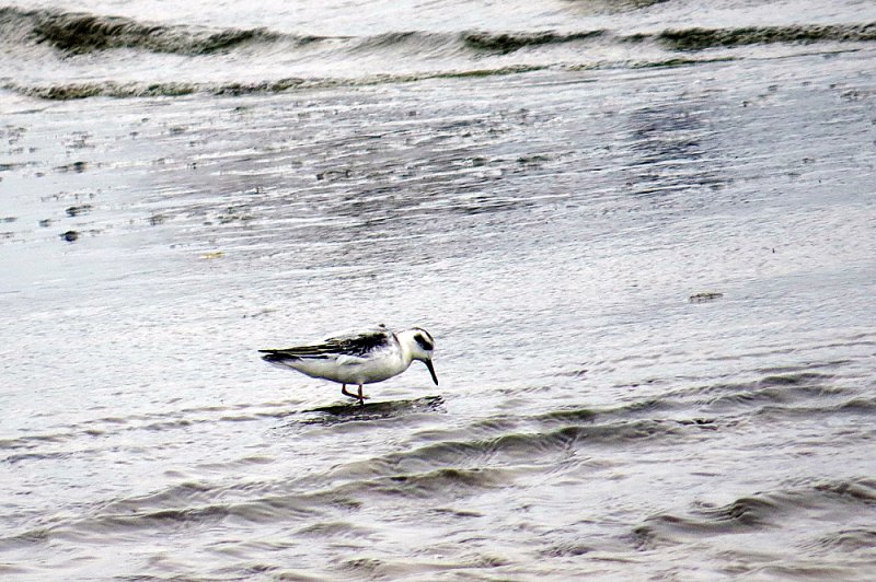 Grey-Phalarope-Ynysgain.jpg