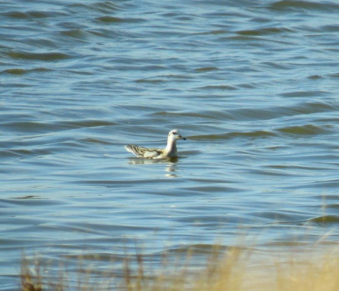 grey phalarope4.JPG