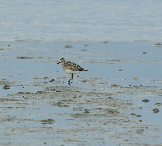 grey plover 2.jpg