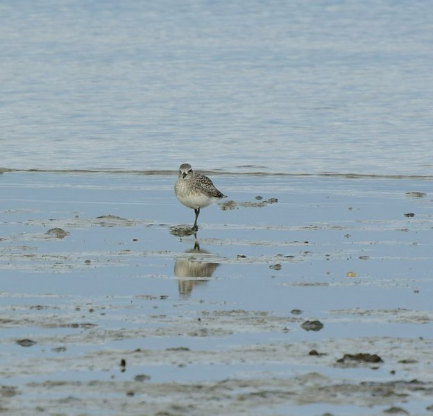 grey plover 3.jpg