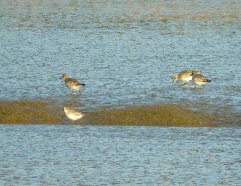 grey plovers.JPG