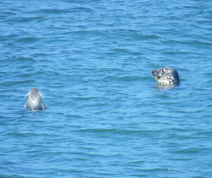 Grey Seals 3.JPG