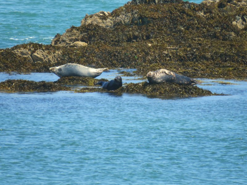 Grey Seals - Cemlyn.JPG