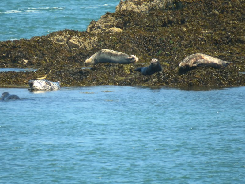 Grey Seals.JPG
