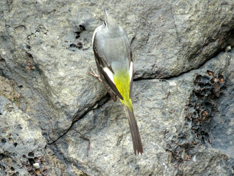 Grey Wagtail.JPG