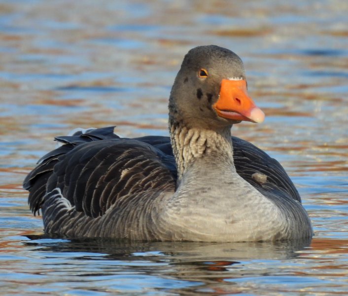 Greylag 4.JPG