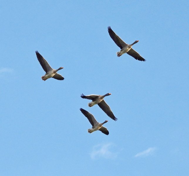 Greylags 4.jpg