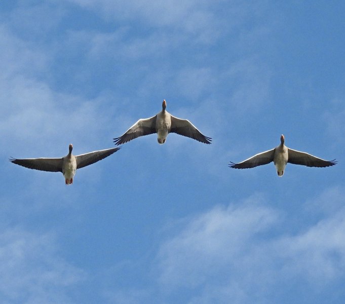 Greylags 6.jpg