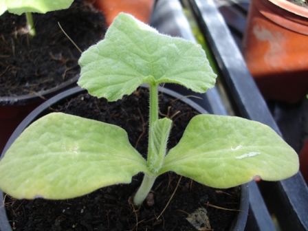 Grochar seedlings 001.JPG